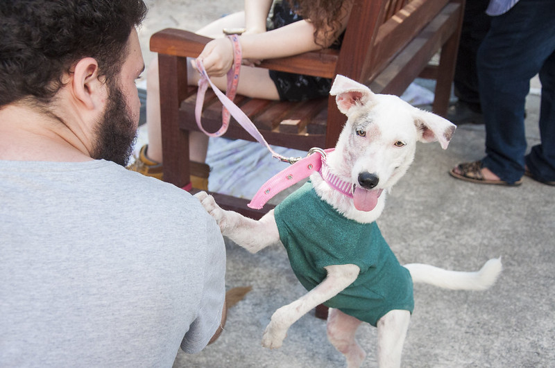 Cachorro de pelos brancos com coleira sorri para a câmera