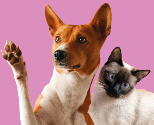 Cachorro com pelos brancos e marrons ao lado de um gato de pelos brancos
