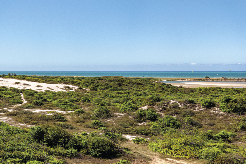 Paisagem de plantas, areia e mar da APA do Rio Pacoti