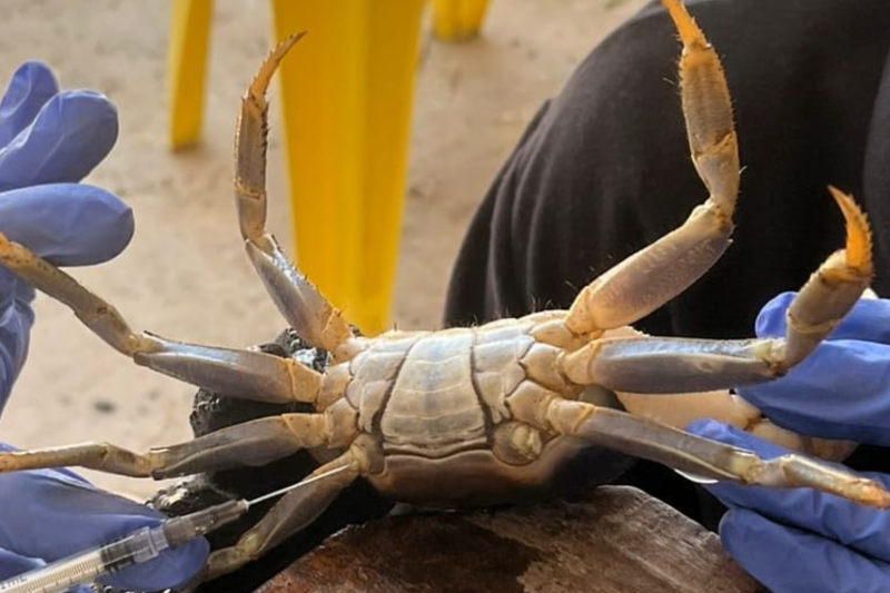 Fotografia de um crust&aacute;ceo de corpo claro, semelhante a um caranguejo, sendo segurado por duas pessoas que usam luvas azuis. O animal est&aacute; de barriga para cima, com as pernas e pin&ccedil;as abertas. Uma seringa aparece na parte inferior da imagem