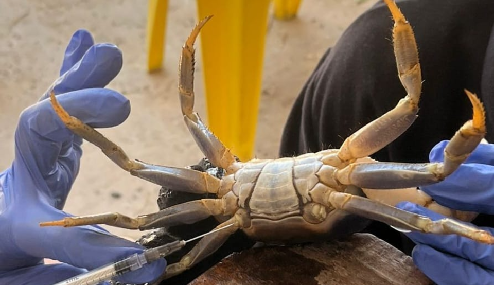 Fotografia de um crust&aacute;ceo de corpo claro, semelhante a um caranguejo, sendo segurado por duas pessoas que usam luvas azuis. O animal est&aacute; de barriga para cima, com as pernas e pin&ccedil;as abertas. Uma seringa aparece na parte inferior da imagem, pr&oacute;xima