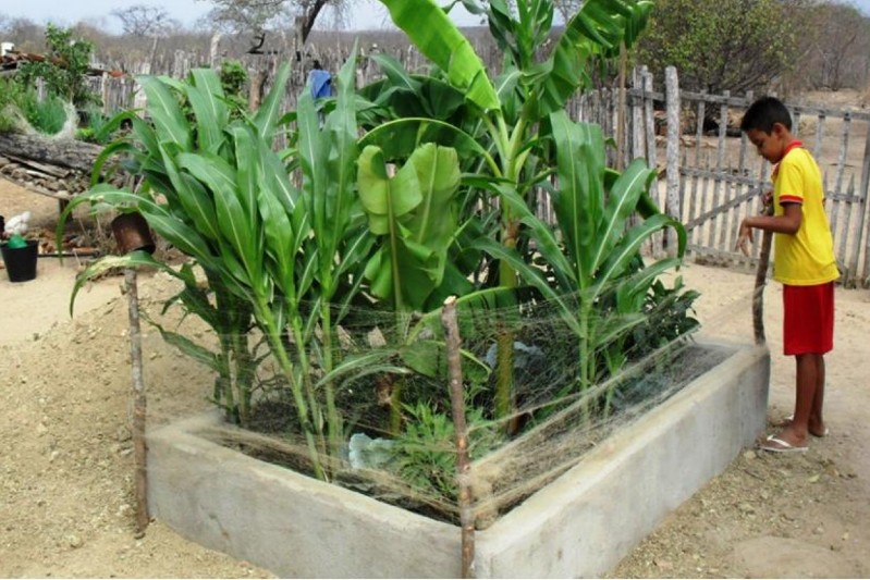 Canteiro elevado de concreto, cercado por tela e preenchido com plantas verdes, em &aacute;rea rural de solo seco. Um menino de camiseta amarela e bermuda vermelha est&aacute; ao lado da estrutura.